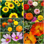Bee Kind Australia - Thank You Teacher - Flower Seeds