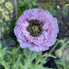 Lil'Bit Better - Bee & Beneficial Insect Seed Balls  Pack of 3- Organic