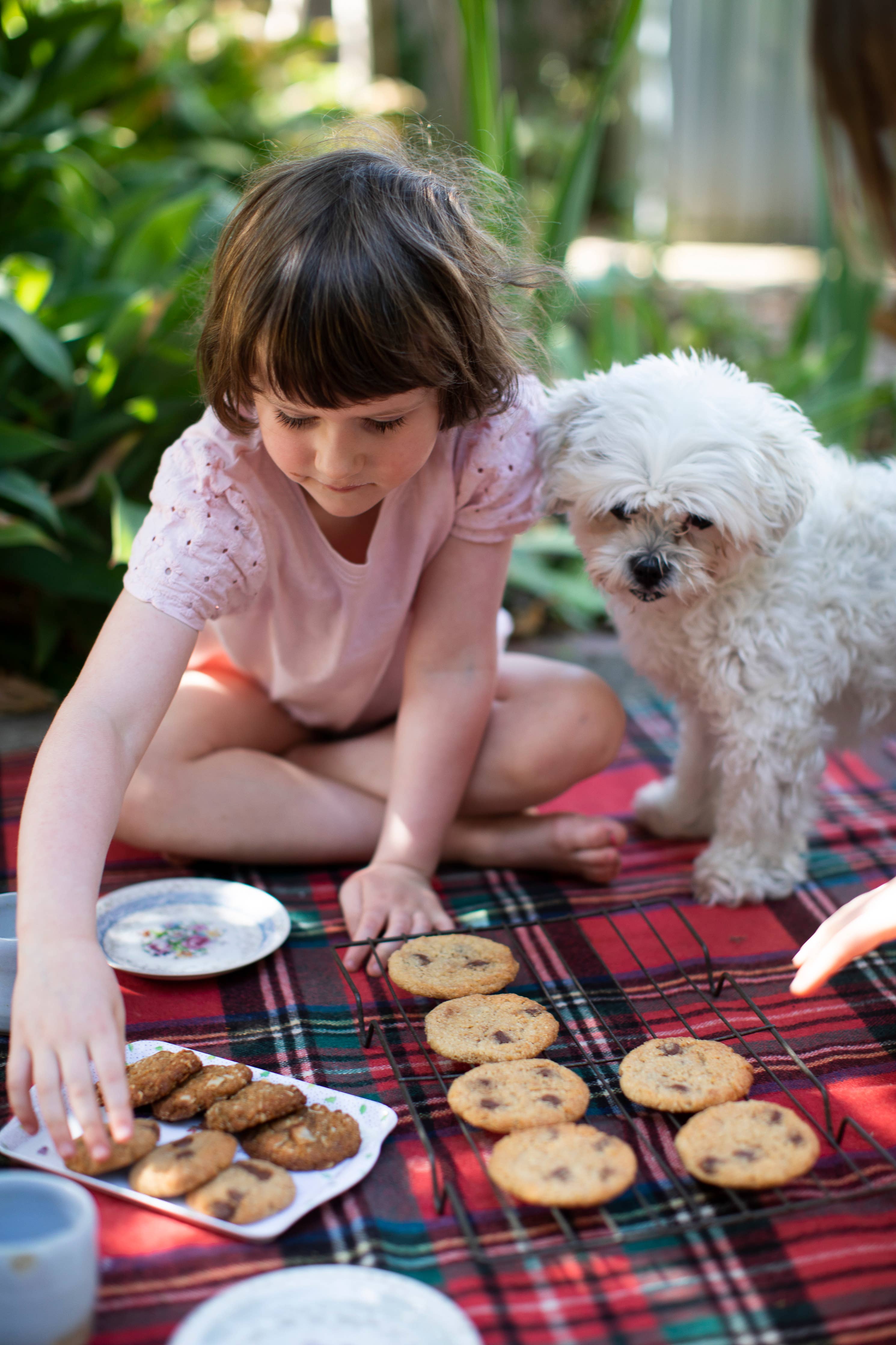 YOMO - Choc chip biscuit mix